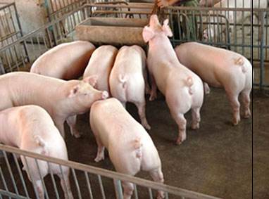 養殖場廢水檢測 養殖場廢水檢測